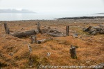 210921a_Gipshuksletta_50_N