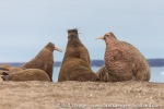 210819d_Torellneset_013_E