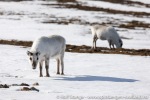 190602b_Skansbukta_09_E