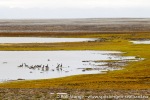 f5_Sorkappoya_22Aug12_031_E