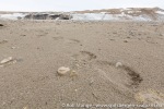 f3m_Vibebukta_09Juli13_064_N