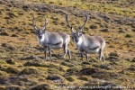 220822b_Observatoriefjellet_005_N