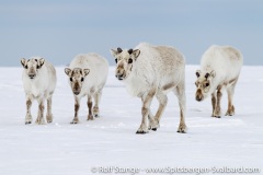 Spitsbergen (Svalbard)