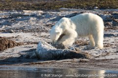 Gallery 2:Nordaustland – Spitsbergen 2018