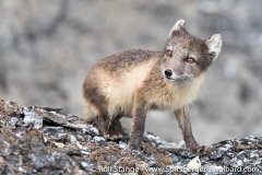 Gallery 4:Freemansund to Sørkapp – Spitsbergen 2018