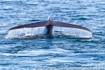 170630c_storfjord_110