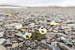 170804a_franklindalen_143
