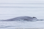 180809a_nordenskioldbukta_43