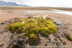 Gallery 5:the west coast - Spitsbergen 2018