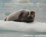 https://www.spitsbergen-svalbard.com/spitsbergen-information/wildlife/bearded-seal.html