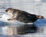 https://www.spitsbergen-svalbard.com/spitsbergen-information/wildlife/ringed-seal.html