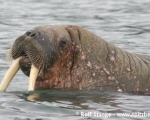 https://www.spitsbergen-svalbard.com/spitsbergen-information/wildlife/walrus.html