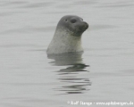 https://www.spitsbergen-svalbard.com/spitsbergen-information/wildlife/harbour-seal.html