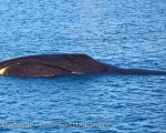 https://www.spitsbergen-svalbard.com/spitsbergen-information/wildlife/bowhead-whale.html