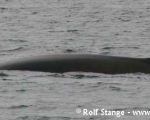 https://www.spitsbergen-svalbard.com/spitsbergen-information/wildlife/fin-whale.html