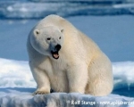 https://www.spitsbergen-svalbard.com/spitsbergen-information/wildlife/polar-bear.html