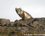 https://www.spitsbergen-svalbard.com/spitsbergen-information/wildlife/arctic-fox.html