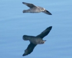 https://www.spitsbergen-svalbard.com/spitsbergen-information/wildlife/northern-fulmar.html