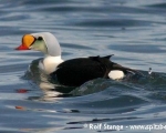 https://www.spitsbergen-svalbard.com/spitsbergen-information/wildlife/king-eider.html