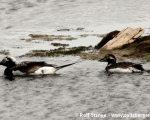 https://www.spitsbergen-svalbard.com/spitsbergen-information/wildlife/long-tailed-duck.html