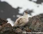 https://www.spitsbergen-svalbard.com/spitsbergen-information/wildlife/rock-ptarmigan.html