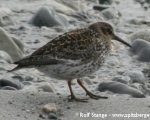 https://www.spitsbergen-svalbard.com/spitsbergen-information/wildlife/purple-sandpiper.html