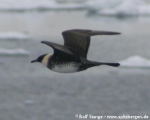 https://www.spitsbergen-svalbard.com/spitsbergen-information/wildlife/pomarine-skua.html