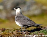https://www.spitsbergen-svalbard.com/spitsbergen-information/wildlife/arctic-skua.html