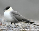 https://www.spitsbergen-svalbard.com/spitsbergen-information/wildlife/long-tailed-skua.html