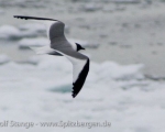 https://www.spitsbergen-svalbard.com/spitsbergen-information/wildlife/sabines-gull.html