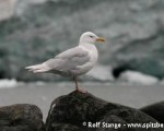 https://www.spitsbergen-svalbard.com/spitsbergen-information/wildlife/glaucous-gull.html