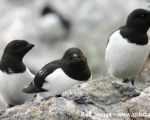 https://www.spitsbergen-svalbard.com/spitsbergen-information/wildlife/little-auk.html