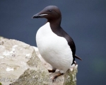 https://www.spitsbergen-svalbard.com/spitsbergen-information/wildlife/bruenichs-guillemot.html