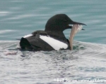 https://www.spitsbergen-svalbard.com/spitsbergen-information/wildlife/black-guillemot.html