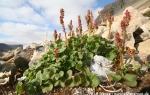 Mountain sorrel (Oxyria digyna)