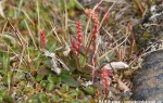 Knotweed  (Polygonum viviparum oder P. vivipara)