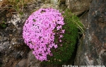 Moss campion  (Silene acaulis)