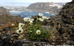 Svalbard poppy  (white) (Papaver dahlianum)