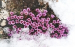 Purple saxifrage  (Saxifraga oppositifolia)