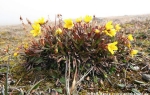 Bog saxifrage  (Saxifraga hirculus)