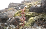 Drooping saxifrage  (Saxifraga cernua)