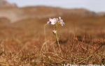 Polar cress  (Cardamine nymanii)  (Foto: Michelle van Dijk)