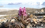 Wooly lousewort  (Pedicularis lanata)