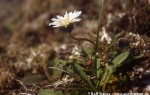 Arctic dandelion  (Taraxacum arcticum)