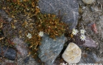 Schneesternmiere (Stellaria crassipes)