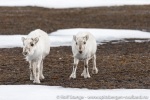 190607a_Eidembukta_63
