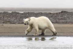 Galleri 4:sørøst Svalbard