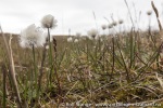 190711a_Tordenskjoldbukta_99