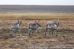 210809c_Ymerbukta_15_N