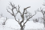 191030a_Skarberget_33